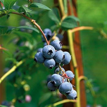 Vaccinium_corymbosum_Goldtraube_HRM_5900.jpg