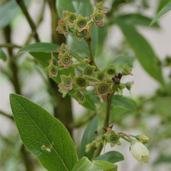 Vaccinium_corymbosum_Goldtraube_GR_Q1.jpg