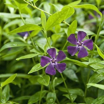 Vinca_minor_Atropurpurea_2008_4777.jpg