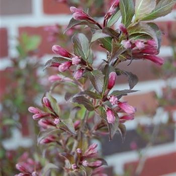 Weigela_florida_Purpurea_GR_R1.JPG