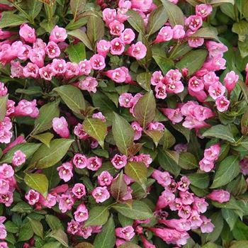 Weigela_florida_Purpurea_2008_3283_q.jpg