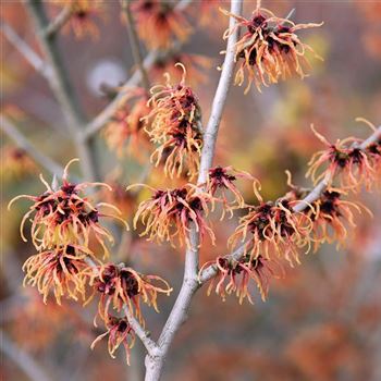 Hamamelis_intermedia_Feuerzauber_HRM_5264.jpg