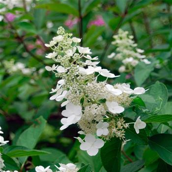 Hydrangea_paniculata_Kyushu_2006_3925_q.jpg