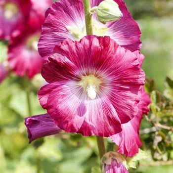 Alcea rosea