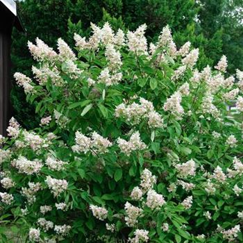 Hydrangea_paniculata_Kyushu_2008_7375.jpg