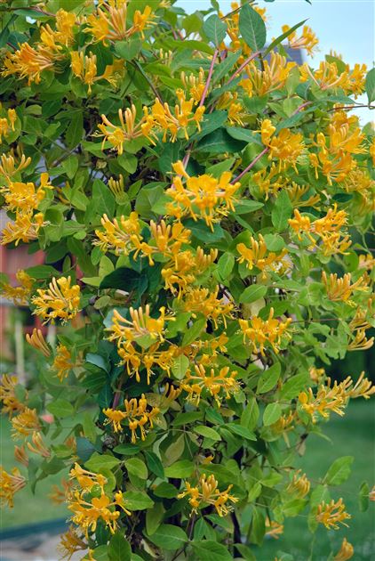 golden celebration rose plant Golden Celebration Rose Plant – Austin Floribunda Roses for Your Garden –  Rose_Explosion