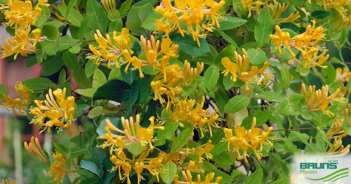 Lonicera tellmanniana von Bruns Pflanzen