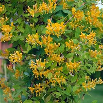 Lonicera_×_tellmanniana_2008_3743.jpg