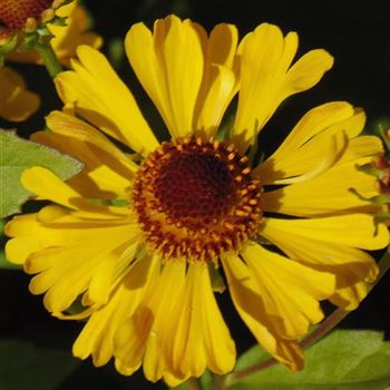 Helenium_Goldrausch_WI_Q1.jpg