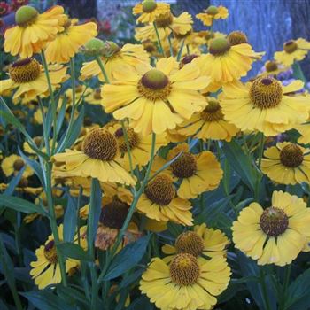 Helenium_Goldrausch_WI_Q2.jpg