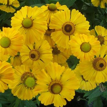 Helenium_Goldrausch_WI_Q3.jpg