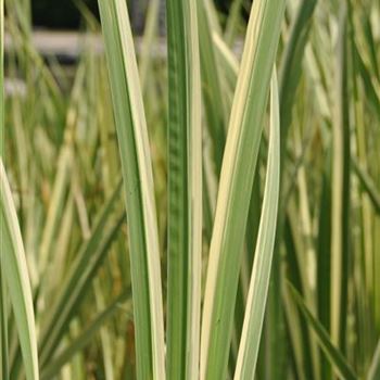 Acorus calamus 'Variegatus'