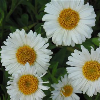 Aster_alpinus_Albus_WI_Q2.jpg