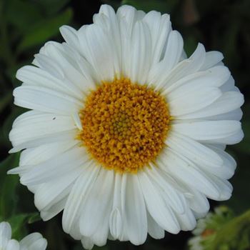 Aster_alpinus_Albus_WI_Q1.jpg