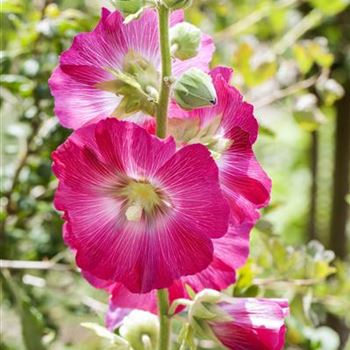 Alcea rosea