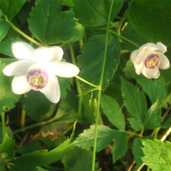 Anemonopsis_macrophylla_WI_Q1.jpg