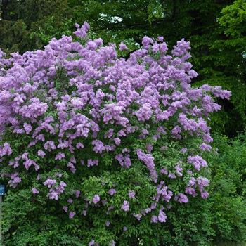 Syringa_chinensis_2009_1158.jpg