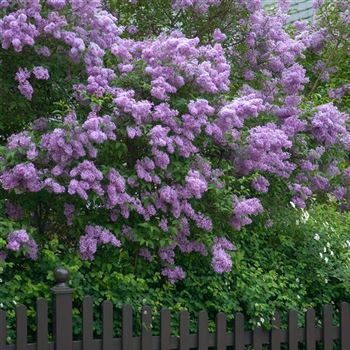 Syringa_chinensis_2009_2200_Q1.jpg