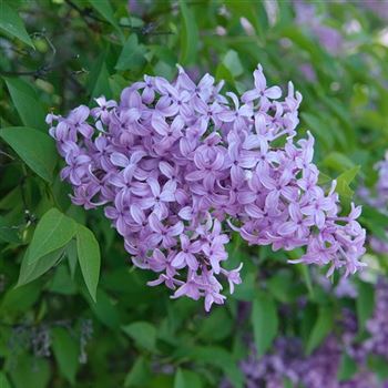 Syringa_chinensis_2006_1136.jpg