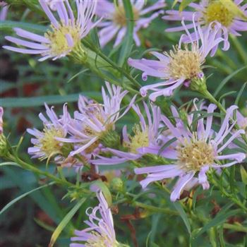 Aster_pringlei_Pink_Star_WI_Q2.jpg