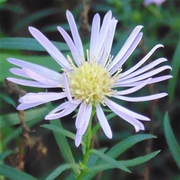 Aster_pringlei_Pink_Star_WI_Q1.jpg