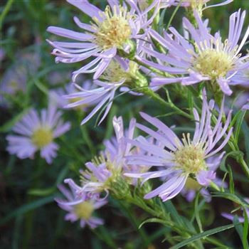 Aster_pringlei_Pink_Star_WI_Q3.jpg