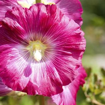 Alcea rosea