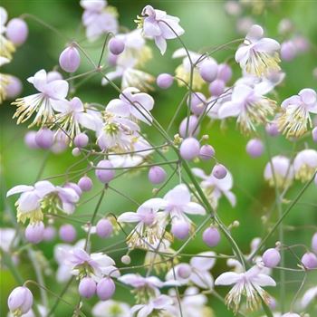 Thalictrum_delavayi_HRM_Q1.jpg