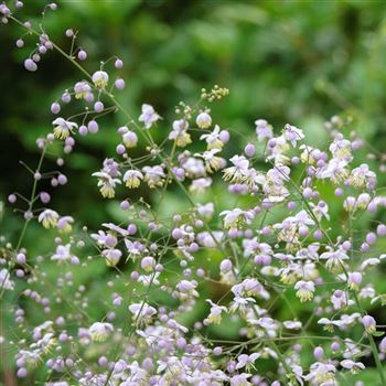 Thalictrum_delavayi_HRM_Q2.jpg