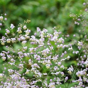 Thalictrum_delavayi_HRM_R3.jpg