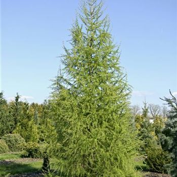 Larix_decidua_2008_1419.jpg