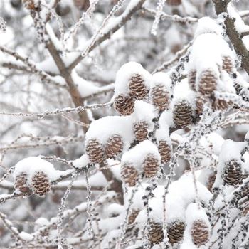 Larix_decidua_2010_0007.jpg