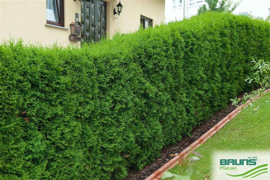 Thuja occidentalis 'Columna', Sulen-Lebensbaum von Bruns Pflanzen