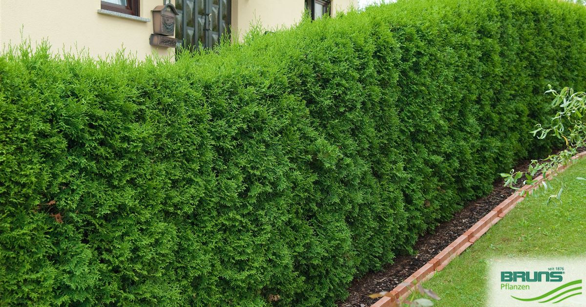 pictures of wisteria Blue Moon Wisteria | 3 Gallon main image 0