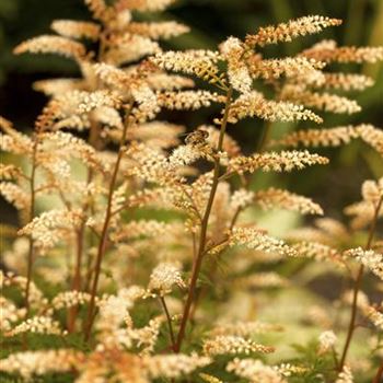 Aruncus aethusifolius