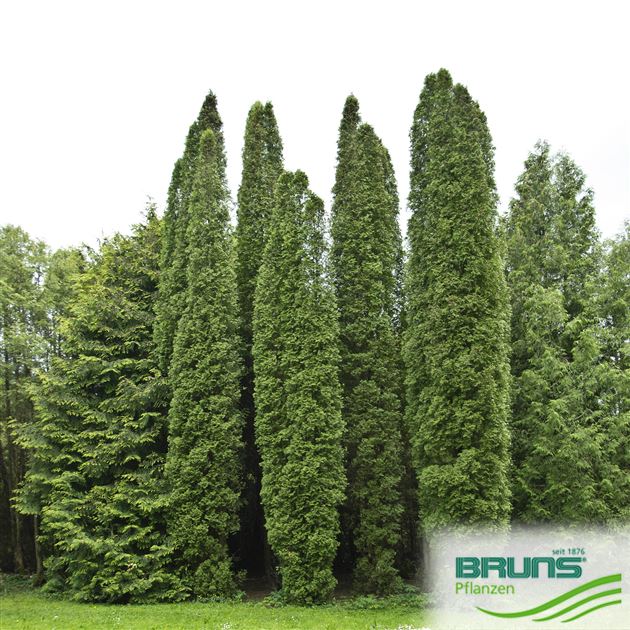 thuja beet Thuja Virginian™ main image 0
