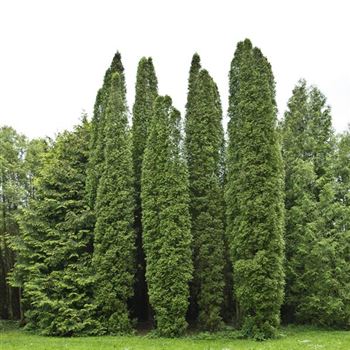 Thuja_occidentalis_Columna_2008_4833.jpg