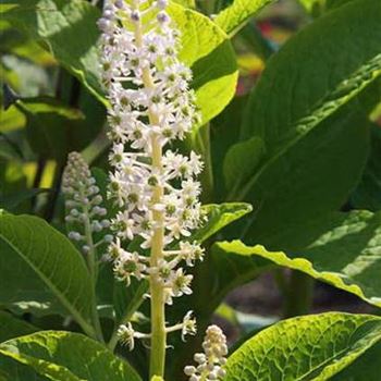 Phytolacca_acinosa_2.jpg