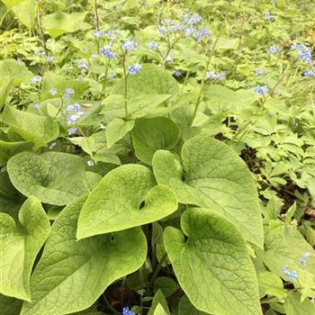 Brunnera_macrophylla_ODQ0MzYwMlo.JPG