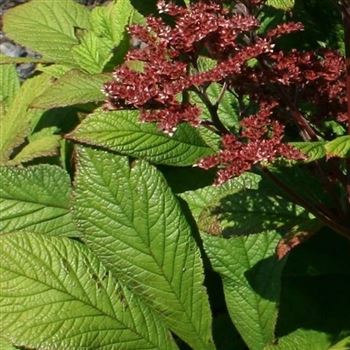 Rodgersia_sambucifolia_HRM_Q3.jpg