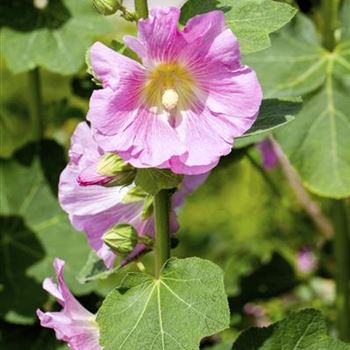 Alcea rosea