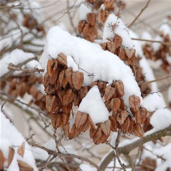 Koelreuteria_paniculata_2006_0200_q.jpg