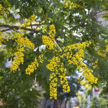 Koelreuteria_paniculata_2008_6346.jpg