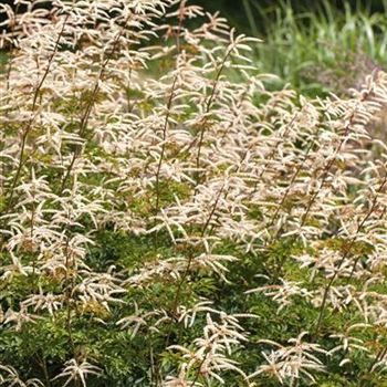 Aruncus aethusifolius 'Horatio'