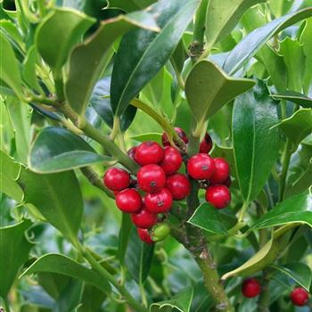 Ilex_aquifolium_2005_2940.jpg