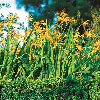 Crocosmia_crocosmiiflora_UAS_Q1.tif