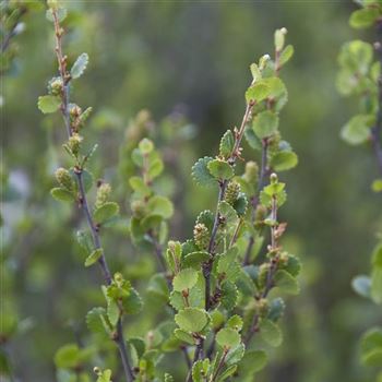 Betula_nana_2008_4596.jpg