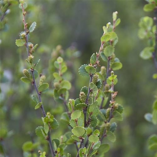 Betula nana