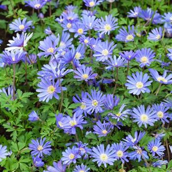 Anemone blanda