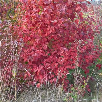 Viburnum_opulus_2008-8978.jpg